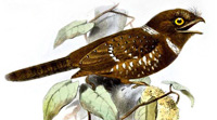 Western Ghats Birding